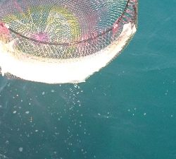 今年初のサゴシ