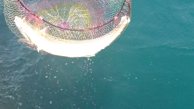 今年初のサゴシ