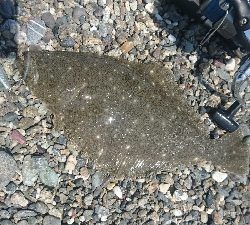 仁淀川河口周辺サーフ、ヒラメ