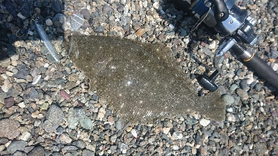 仁淀川河口周辺サーフ、ヒラメ