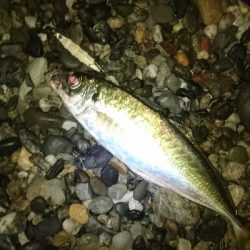 仁淀川河口周辺サーフライトショアジギング