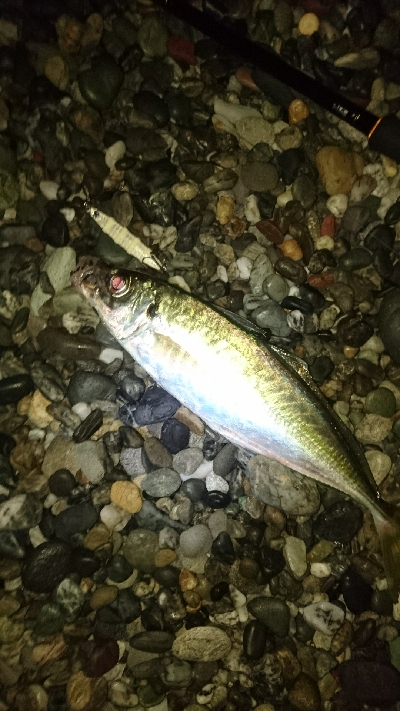 仁淀川河口周辺サーフライトショアジギング