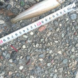 チョイ投げキス釣り