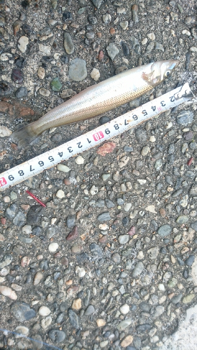 チョイ投げキス釣り