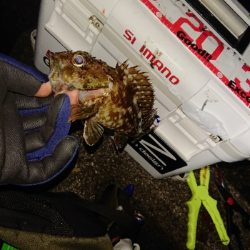 うれしいゲスト