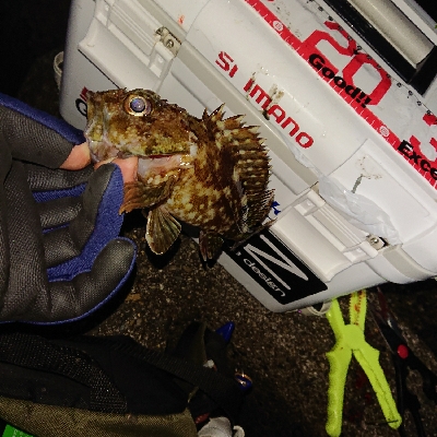 うれしいゲスト