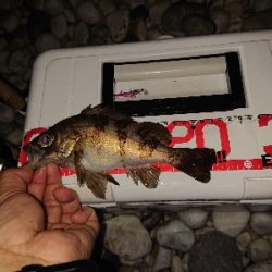 数釣りが楽しめました