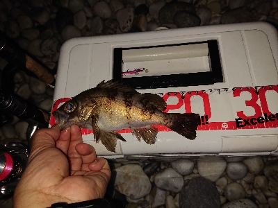 数釣りが楽しめました