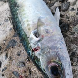 噂のサバ。略してウワサバ