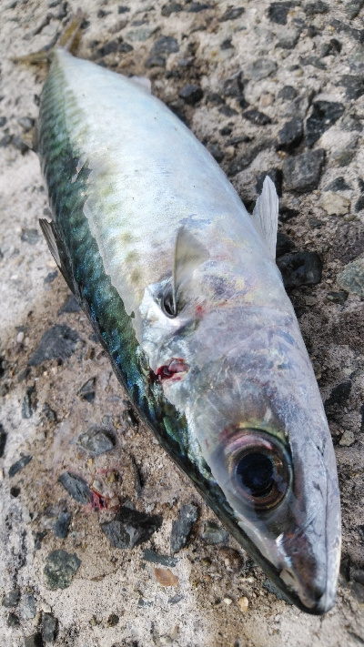 噂のサバ。略してウワサバ