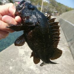 今日の釣果