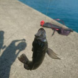 今日の釣果