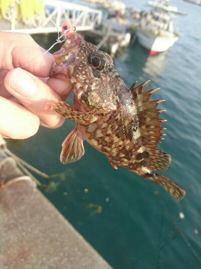 平成最後の釣り？