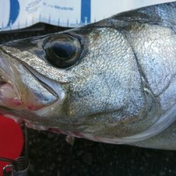 爆風のサラシランガン！