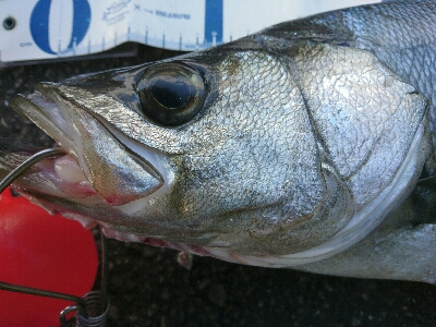 爆風のサラシランガン！