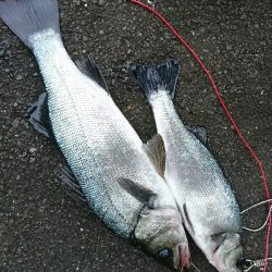 朝マズメ、ヒラスズキ終盤戦