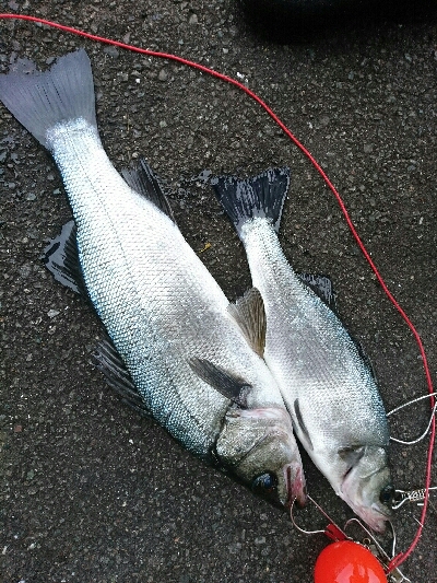 朝マズメ、ヒラスズキ終盤戦