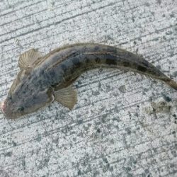 鰯つきの良型マゴチにリベンジ。