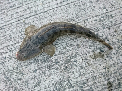 鰯つきの良型マゴチにリベンジ。