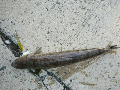 ゴールデンウィークの最終の釣果。