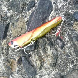 ゴールデンウィーク釣果2今日もいつもの。