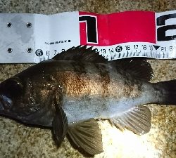 久しぶりのメバル♪