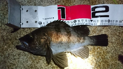 久しぶりのメバル♪