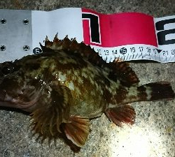 ガシラばっかり…(^^;