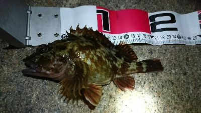 ガシラばっかり…(^^;