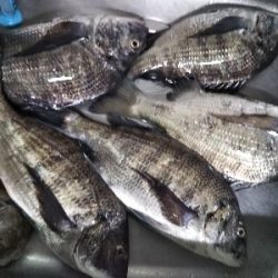 宮津でものっこみチヌ！