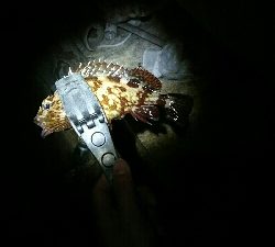 正体不明のデカいやつを求めて