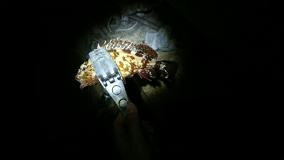 正体不明のデカいやつを求めて