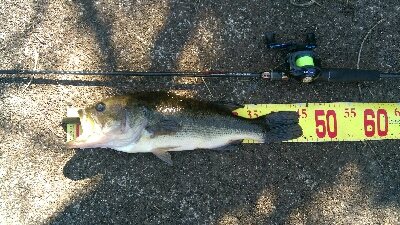 四月一日　バス釣り