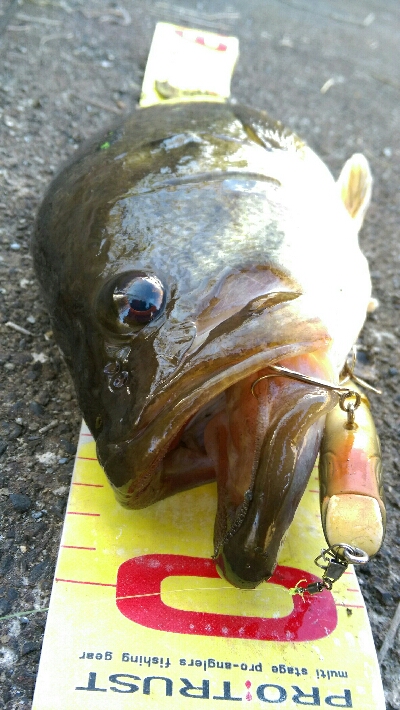 本日二本目　サイズup