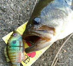 二日続けて同じ野池の同じポイントを攻めてみた。