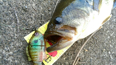 二日続けて同じ野池の同じポイントを攻めてみた。