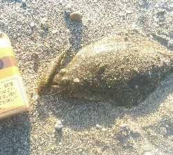 ライトショアジギング　DAISOメタルジグ