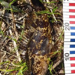 シーバス狙うも…