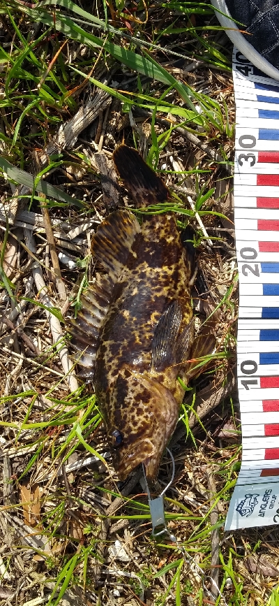 シーバス狙うも…