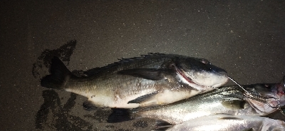 シーバス、チヌ狙い