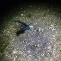 久しぶりの年無し