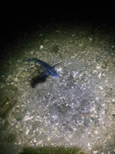 久しぶりの年無し