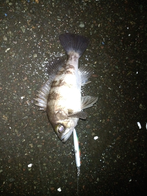 シーバス→メバル