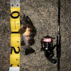 マッチョなメバル