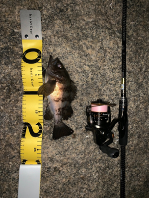 マッチョなメバル