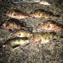 アジ、ロックいい感に！