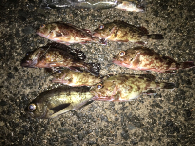 アジ、ロックいい感に！