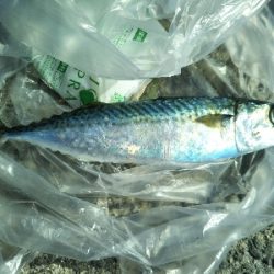 サバ釣れます。
