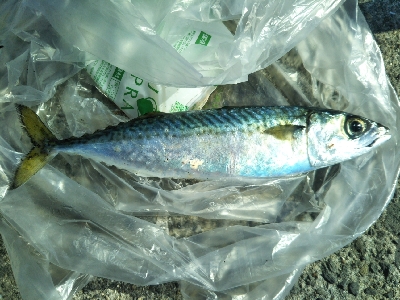 サバ釣れます。