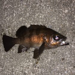 ランガンメバリング